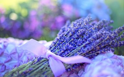 Essential Oils First Aid Kit – Week One – Lavender and Tea Tree