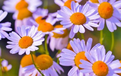 Essential Oils First Aid Kit – Week Three – Chamomile and Eucalyptus