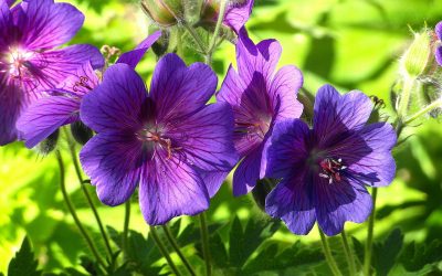 Essential Oils First Aid Kit – Week Two – Peppermint and Geranium